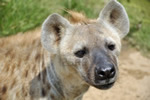 mini_hyena